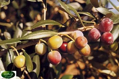 Arbequina Olive Trees