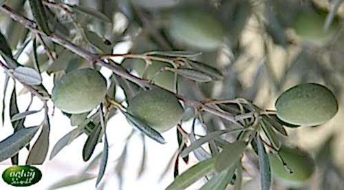 Çekiste Olive Trees (Sapling)