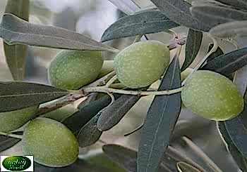 Manzanilla Olive Trees (Sapling)