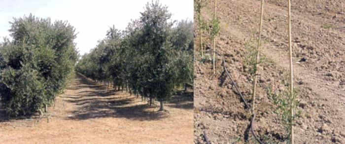 Bodur Zeytin Fidanı