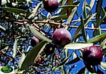Gemlik Zeytin Fidanı