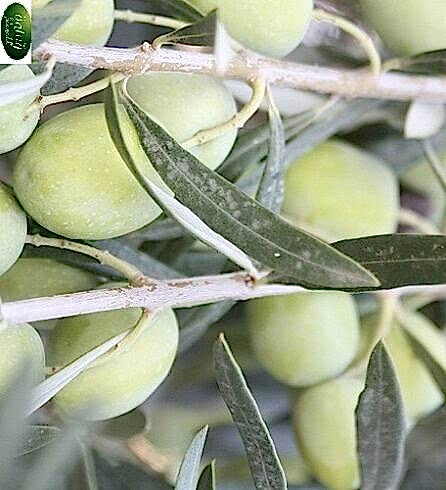 İzmir Çilli Zeytin Fidanı