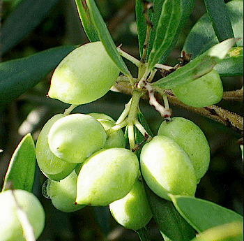 Koroneiki Zeytin Fidani