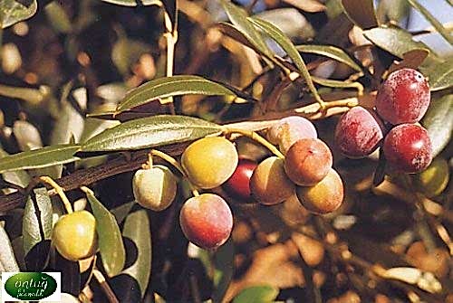 Arbequina Zeytin Fidanı